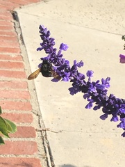 Xylocopa sonorina