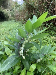 Polygonatum arisanense