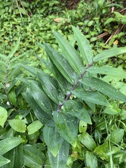 Polygonatum arisanense