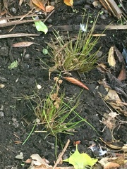 Juncus holoschoenus