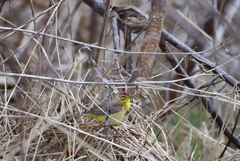 Media resource of Setophaga palmarum