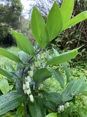 Polygonatum arisanense
