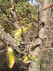 Quercus eduardii