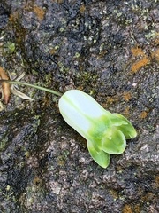 Polygonatum arisanense