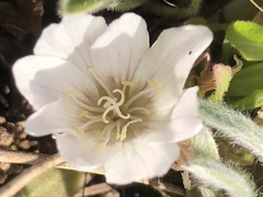 Lewisia brachycalyx