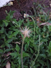 Tridax procumbens