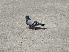 Columba livia domestica