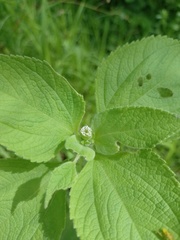 Blainvillea gayana