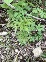 Trepocarpus aethusae