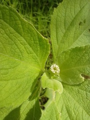 Blainvillea gayana