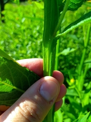 Verbesina helianthoides