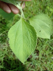 Blainvillea gayana