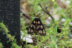 Amata trigonophora
