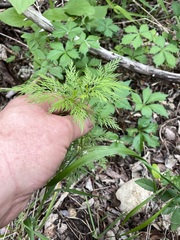 Trepocarpus aethusae