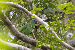 Amazona rhodocorytha