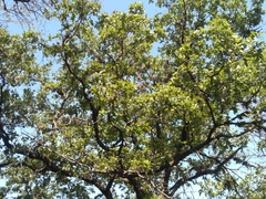 Quercus eduardii