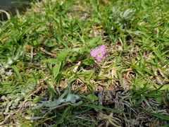 Oenothera rosea