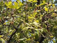 Quercus eduardii