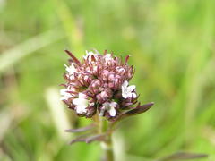 Valeriana capensis