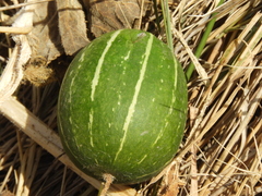 Cucurbita andreana