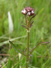 Valeriana capensis