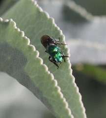 Hoplitis fulgida