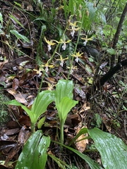 Calanthe graciliflora