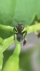 Camponotus planatus