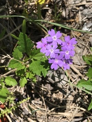 Glandularia maritima