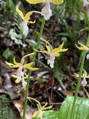Calanthe graciliflora
