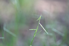 Bouteloua aristidoides