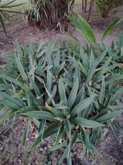 Tradescantia spathacea