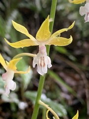 Calanthe graciliflora