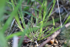 Bouteloua aristidoides