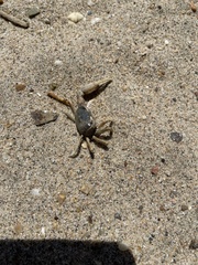 Leptuca pugilator