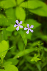 Phlox divaricata laphamii