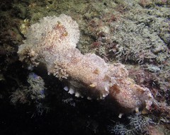 Platydoris sabulosa