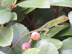 Anolis carolinensis