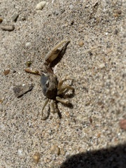 Leptuca pugilator