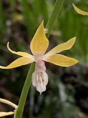 Calanthe graciliflora
