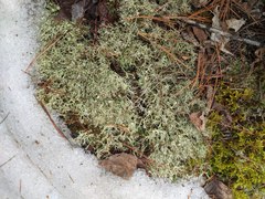 Cladonia amaurocraea