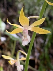 Calanthe graciliflora