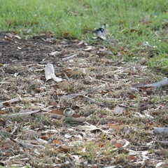 Malurus cyaneus leggei