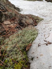 Cladonia amaurocraea