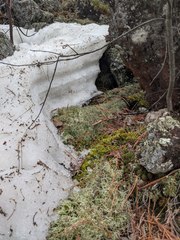 Cladonia amaurocraea