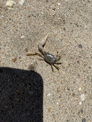 Leptuca pugilator