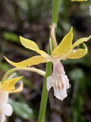 Calanthe graciliflora