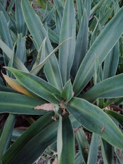 Tradescantia spathacea