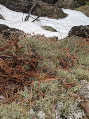 Cladonia amaurocraea