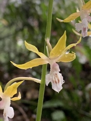 Calanthe graciliflora
